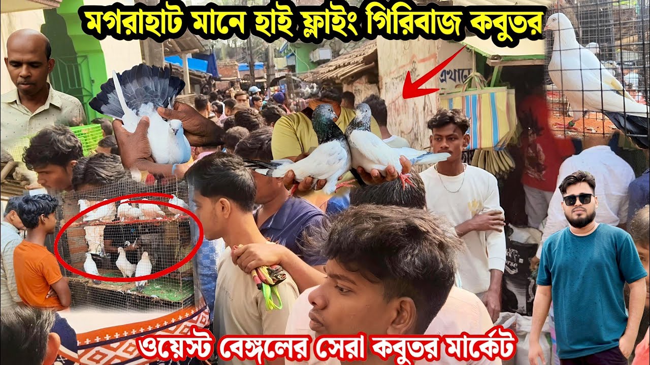 ওয়েস্ট বেঙ্গলের সেরা কবুতর মার্কেট | মগরাহাট মানে হাই ফ্লাইং গিরিবাজ কবুতর 