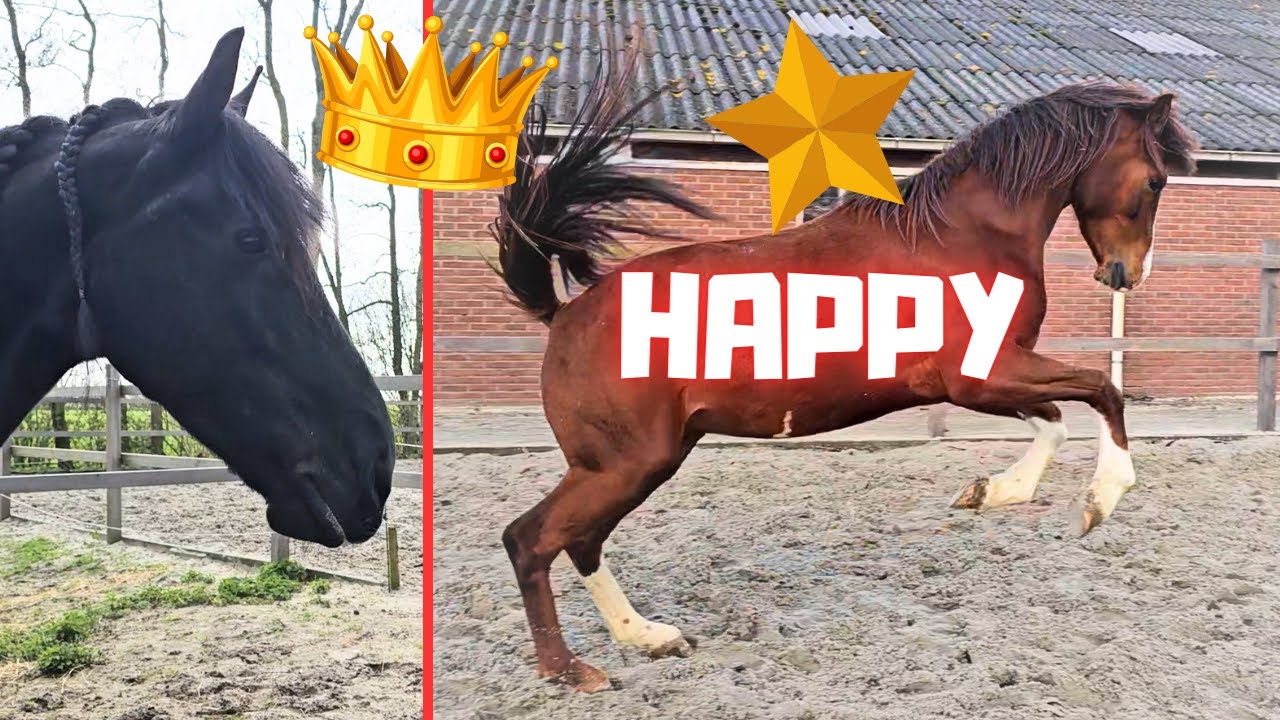 Поздравляем с восходящей звездой⭐, прекрасная королева👑Униек. Жеребенка пока нет... Ждем... | Фри...