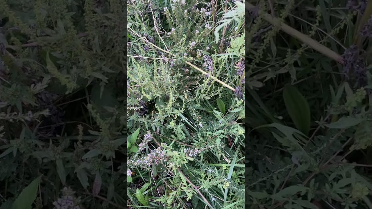 Outdoor Hemp ThcA update