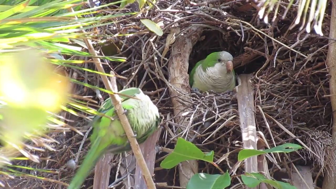 Quaker (aka Monk) Parakeets