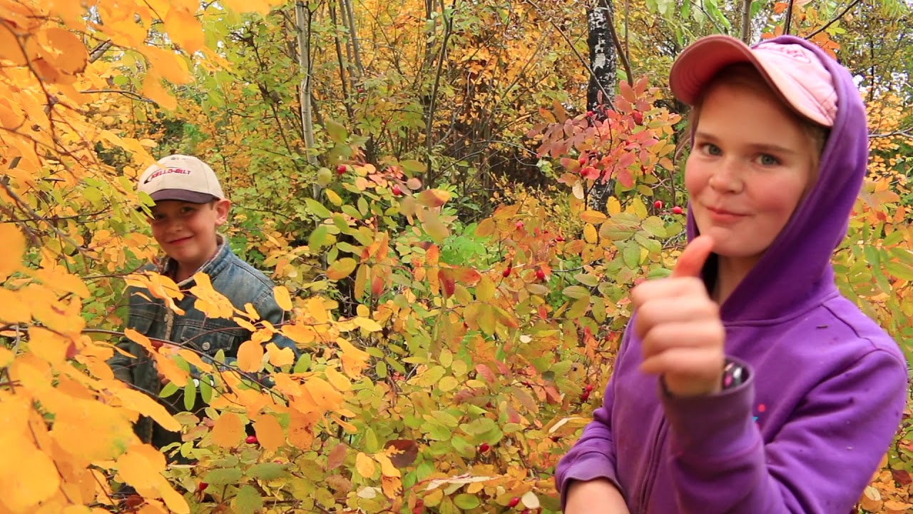 Part 1 Harvesting Rose Hips: How to Pick & Make Rose Hip Pulp