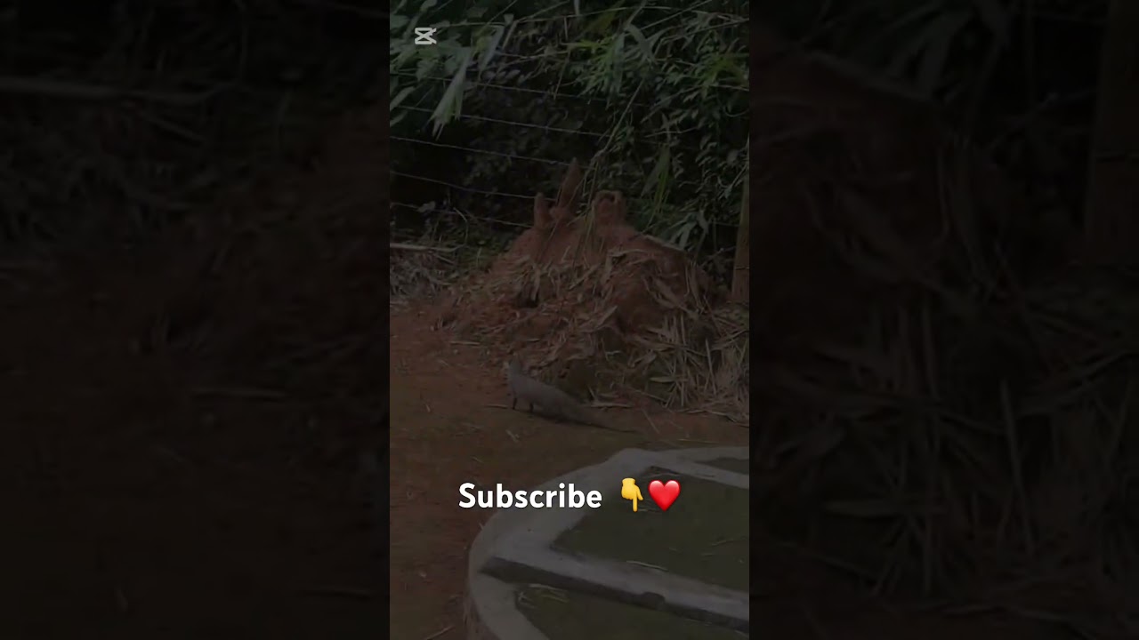 Nature 🍃 #nature #naturalbeauty #shortsviral #srilankanvlogs #shortsvideo
