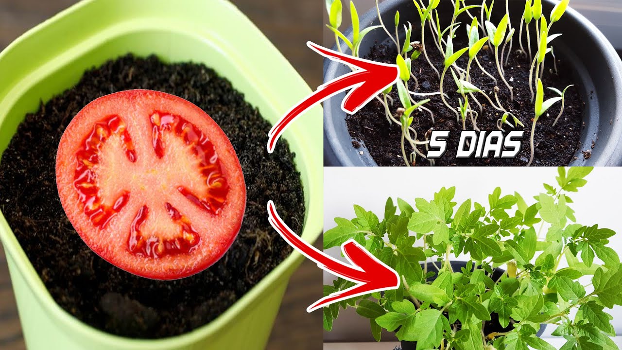 🍅🍅 Germinar tomates en 5 d&iacute;as en casa | Sembrar, plantar y cultivar tomates)