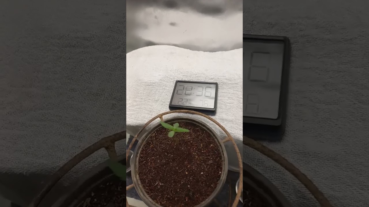 germina&ccedil;&atilde;o prenseeds cultivo cannabis grow indoor