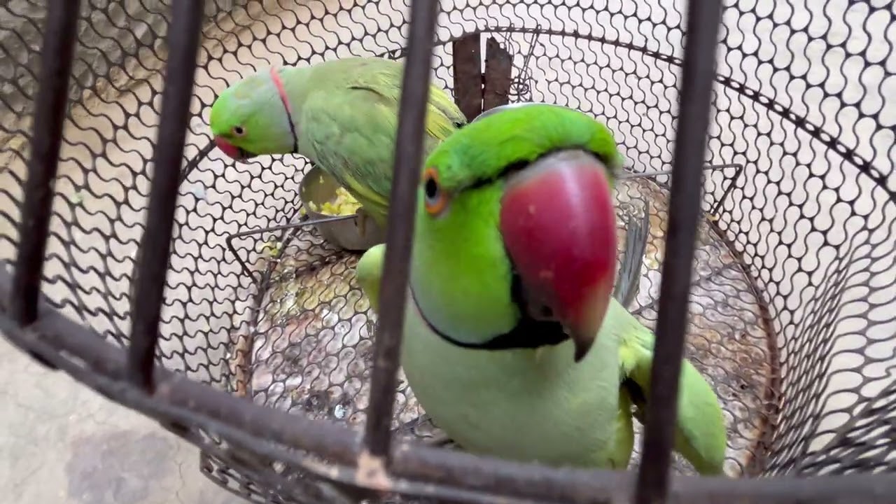 🦜💕✌️day 8./100 Parde video✌️ #teamfx #viralvideo #mitthu #mitthu #viralvideo #