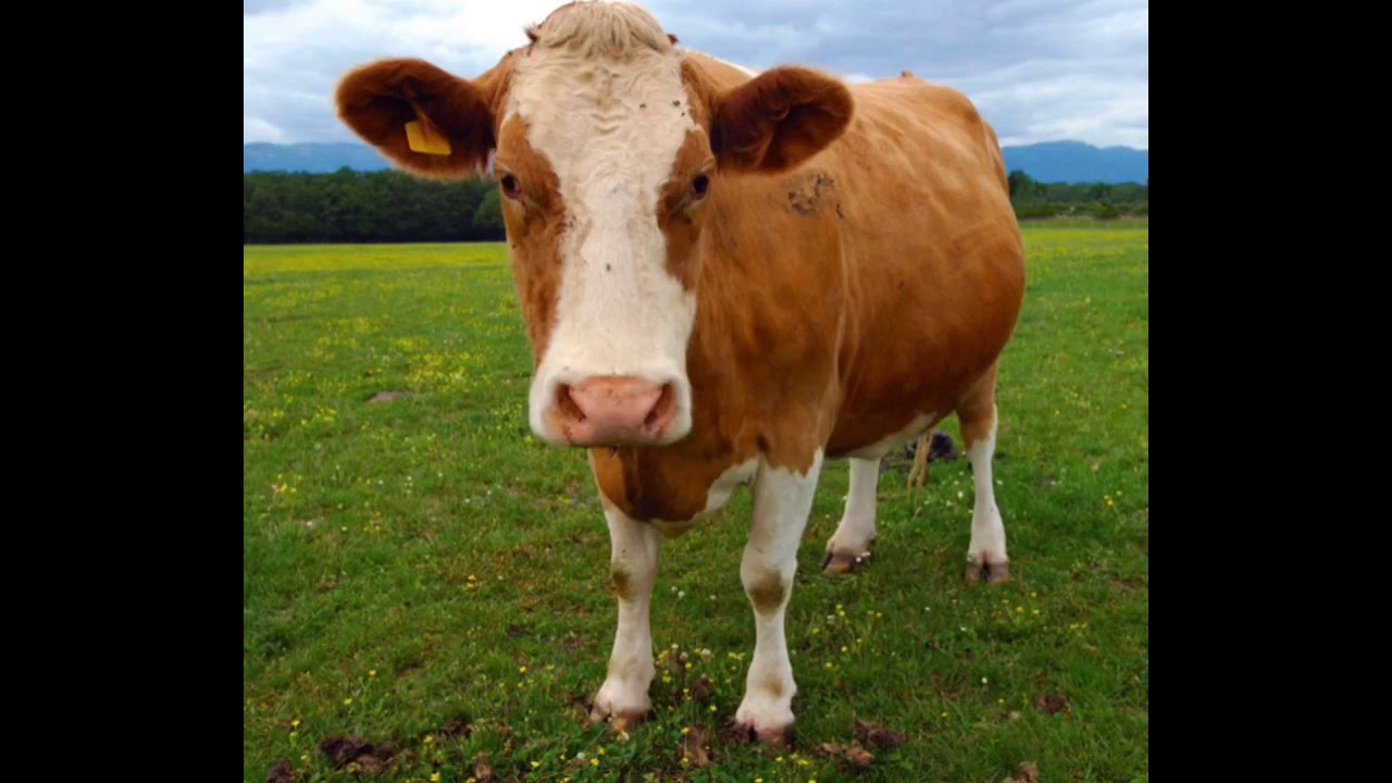 Cow Type Beat “MOO!!” (Prod. Californic)