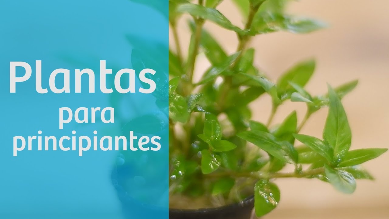 Plantas de acuario para principiantes 🌿