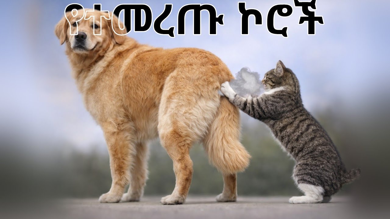 Cat Core In Amharic 😂