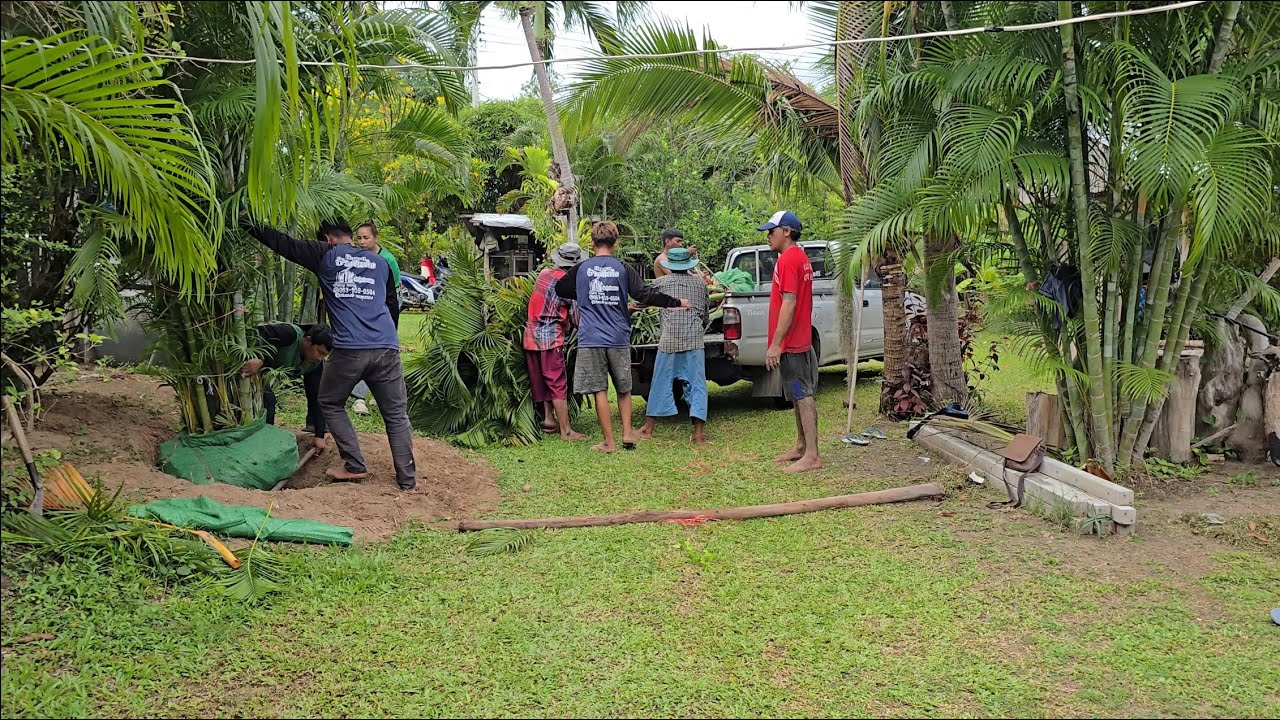 Digging out, transporting and replanting some huge ferns....