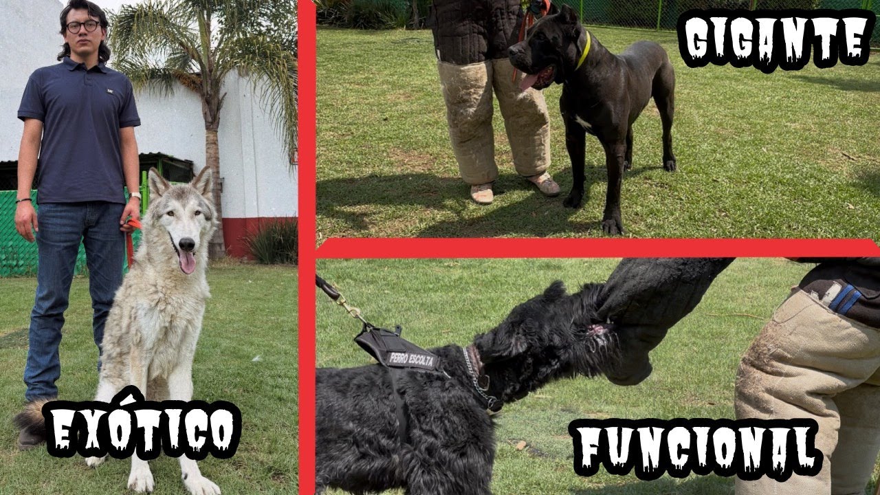 esta ACADEMIA CANINA es tan buena que tienen un LOBO (malinois, cane corso, schnauzer gigante y más)
