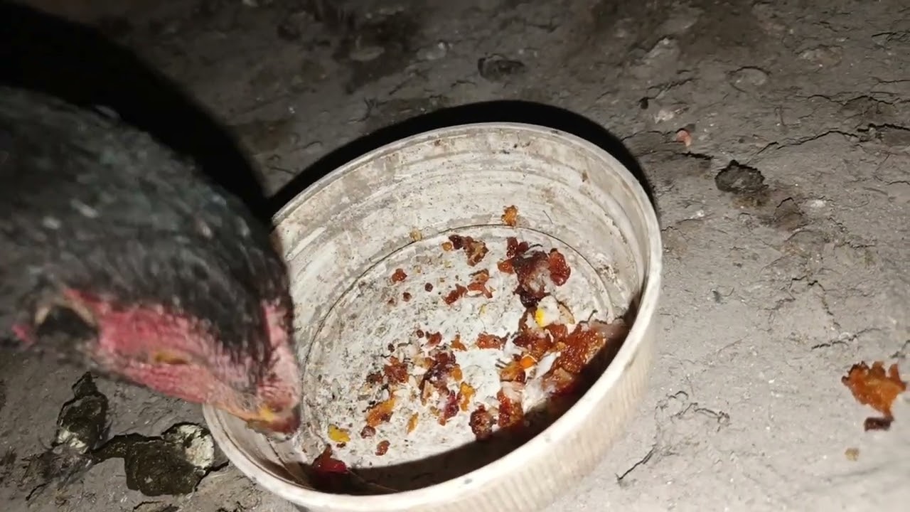 Murgiu ko fise dena ka kya faida koi bta skhta