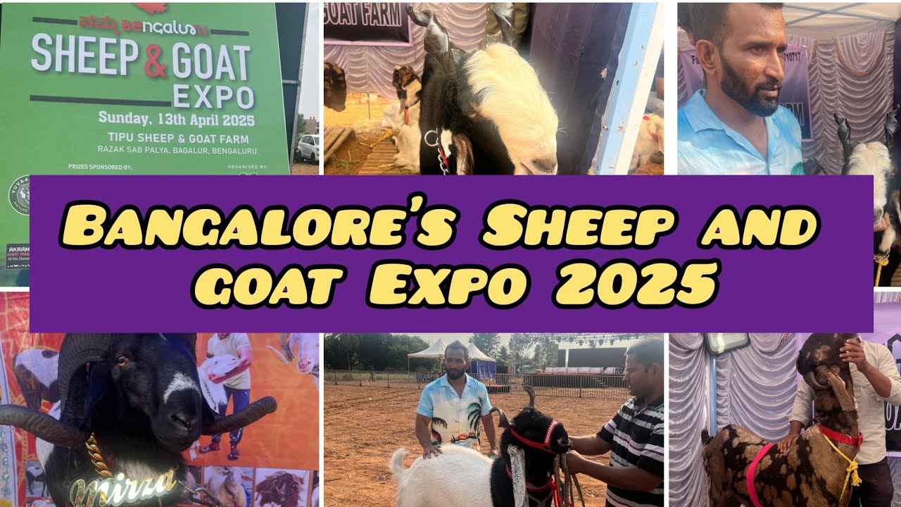 Bangalore's Biggest Goat & Sheep Expo 🐐|| Tipu Farm Razak palya Bangalore