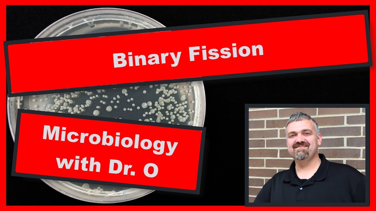 Binary Fission:  Microbiology