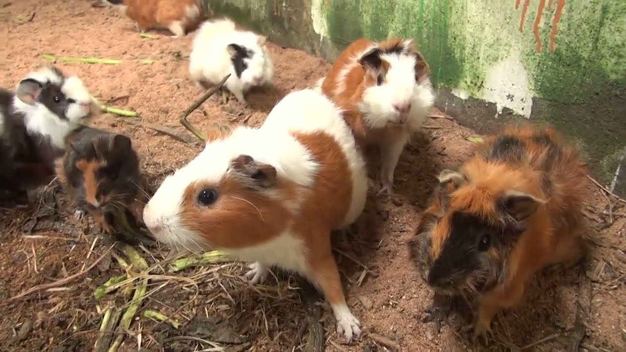 Guinea Pig Cam Monday Morning 09 February 2026