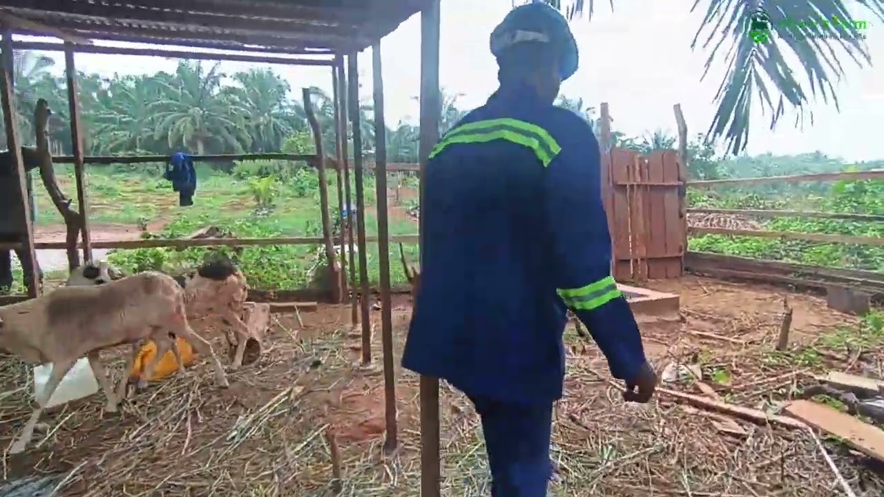 Voici quelques astuces pour commencer une ferme d'élevage de chèvre à succès en Afrique