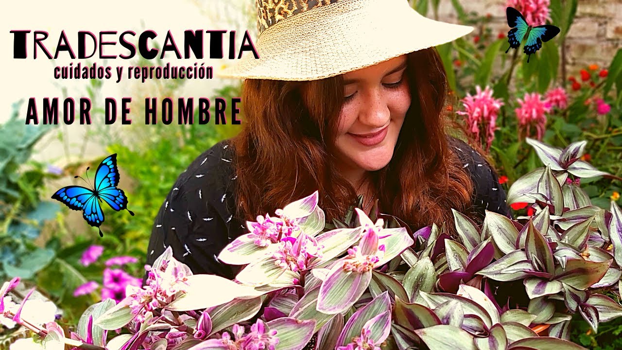 Tradescantias: Como cuidar estas hermosas plantas - Amor de hombre
