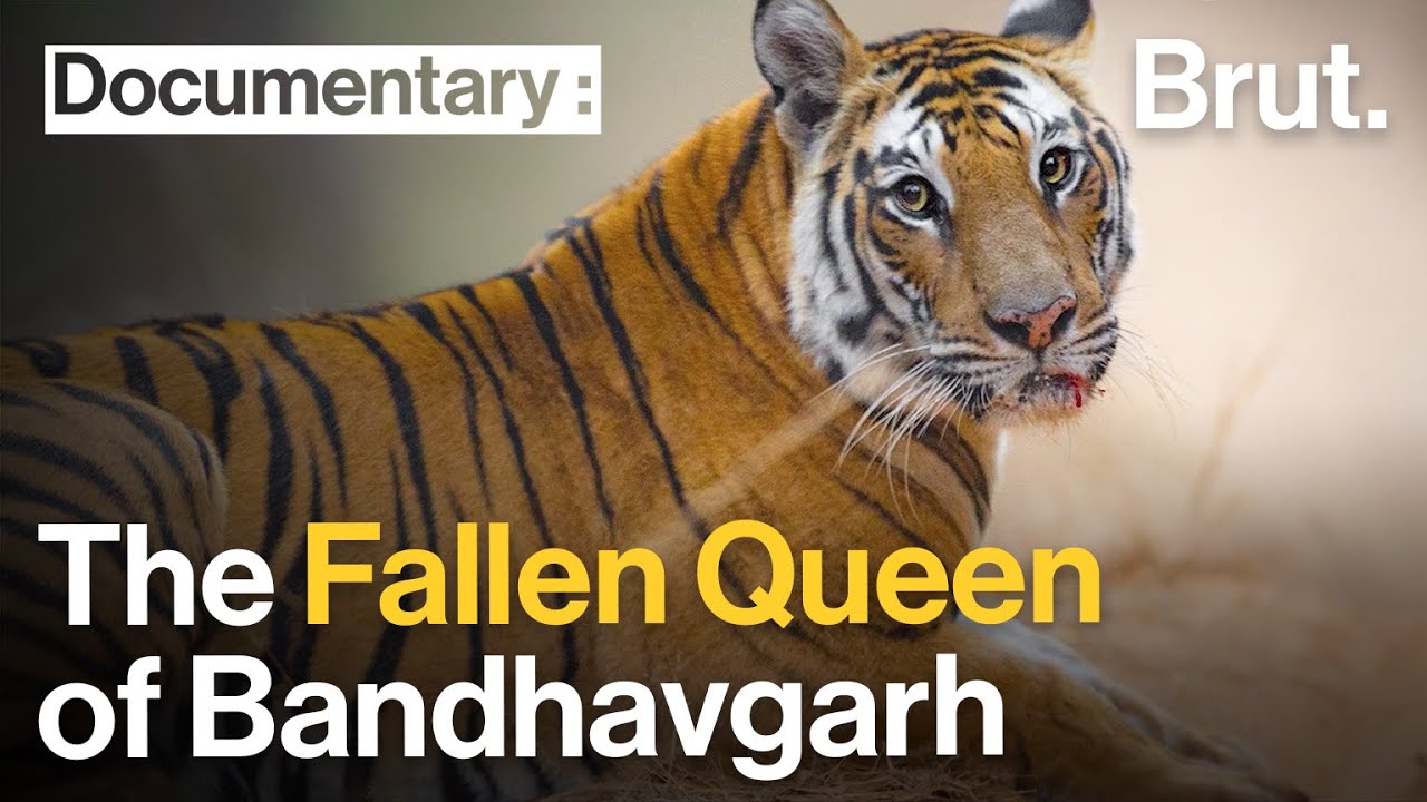 The Story of Solo, The Fallen Queen of Bandhavgarh