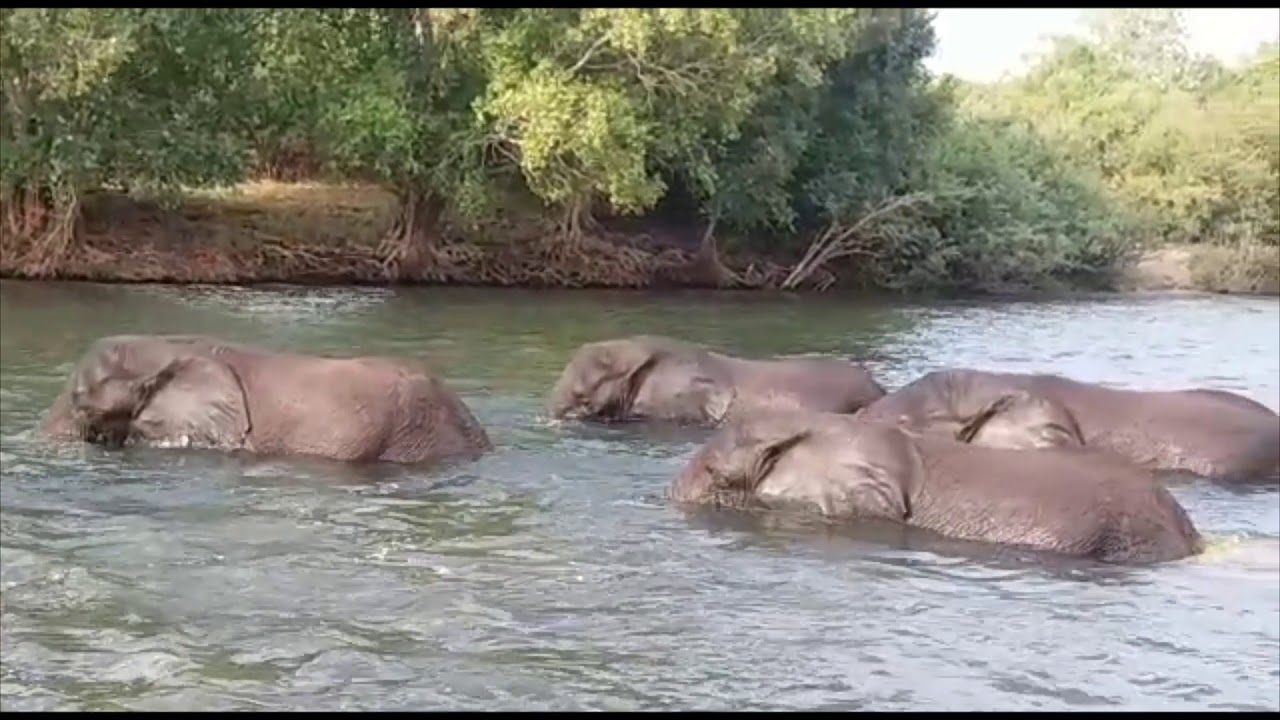 Live recorded elephant crossing the mighty Zambezi River