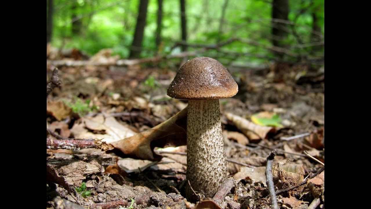 Grzyby: Koźlarz babka / Leccinum scabrum