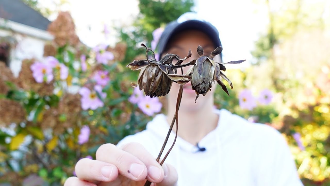 Saving Dahlia Seeds, Planting Snowdrops, Cutting Back Peonies, Leaf Mulching // Northlawn
