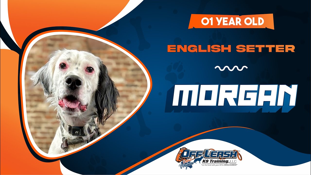 Morgan | 1yo English Setter | The Best Dog Trainer in Virginia
