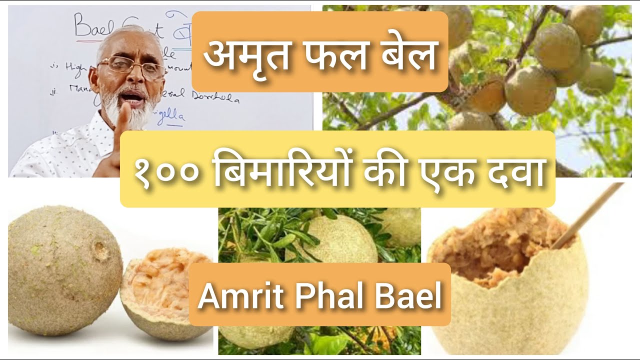 अमृत फल बेल | Amrit Phal Bael | १०० बिमारियों की एक दवा