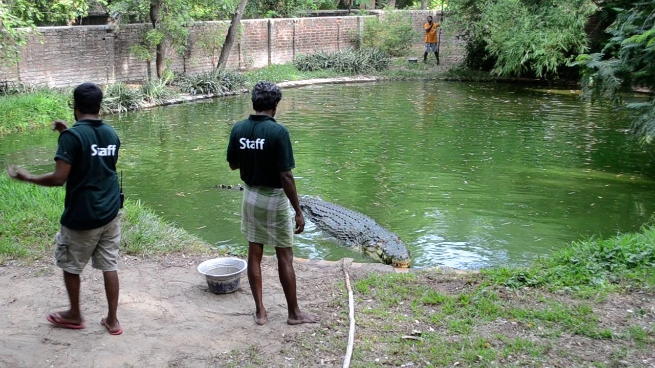 Feeding salt water crocodile -  Crocodile park, Chennai, TN, India