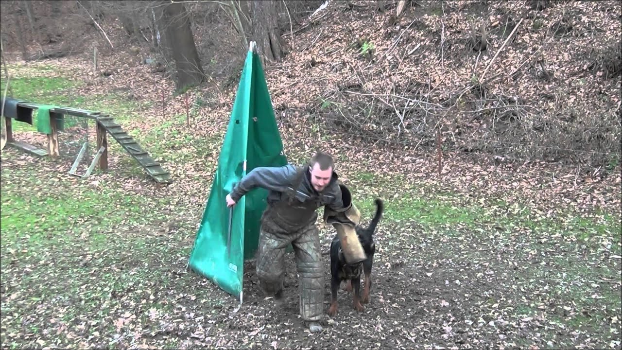 Ede von der Urbacher Höhe - Training (15 Monate)