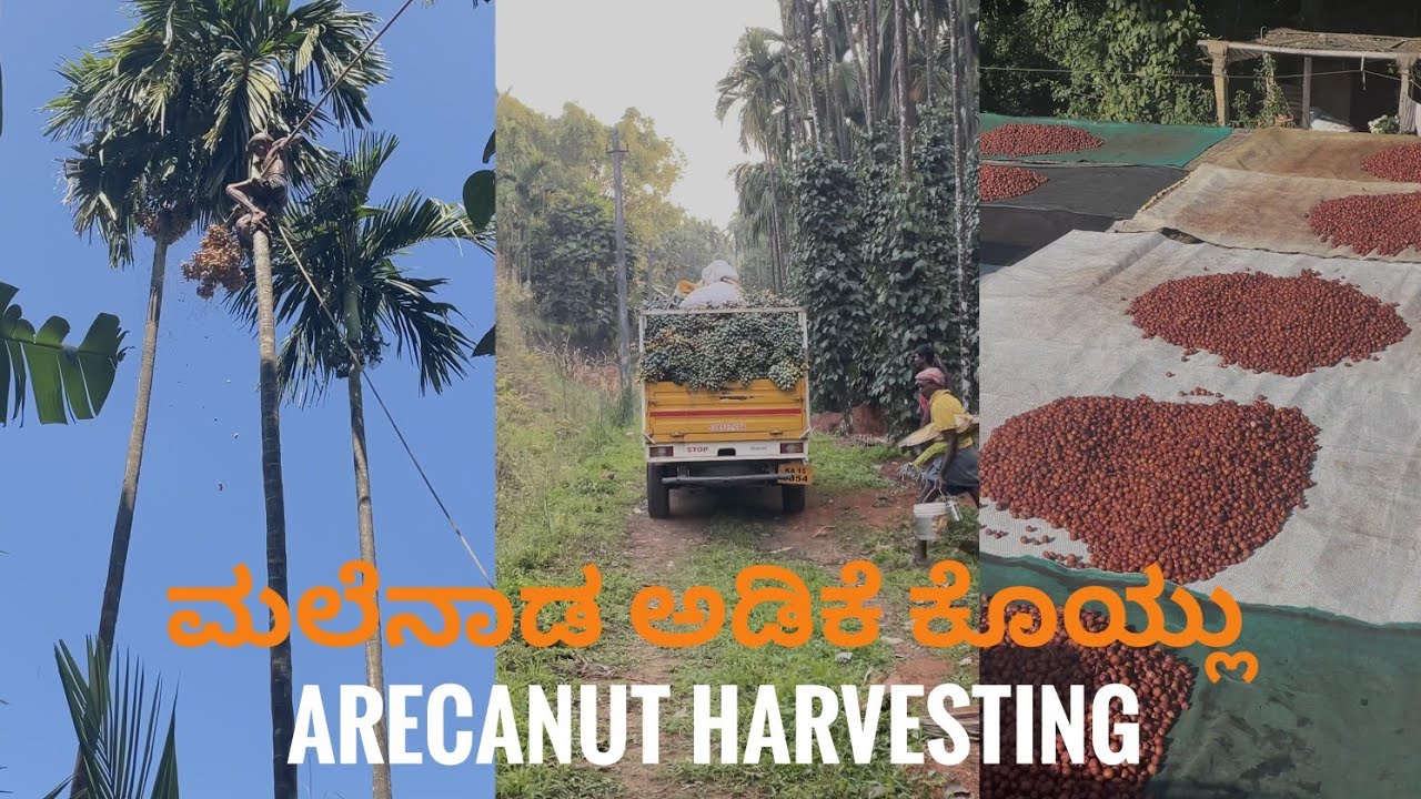 Malenadu Adike Koylu - Arecanut Harvesting Thirthahalli