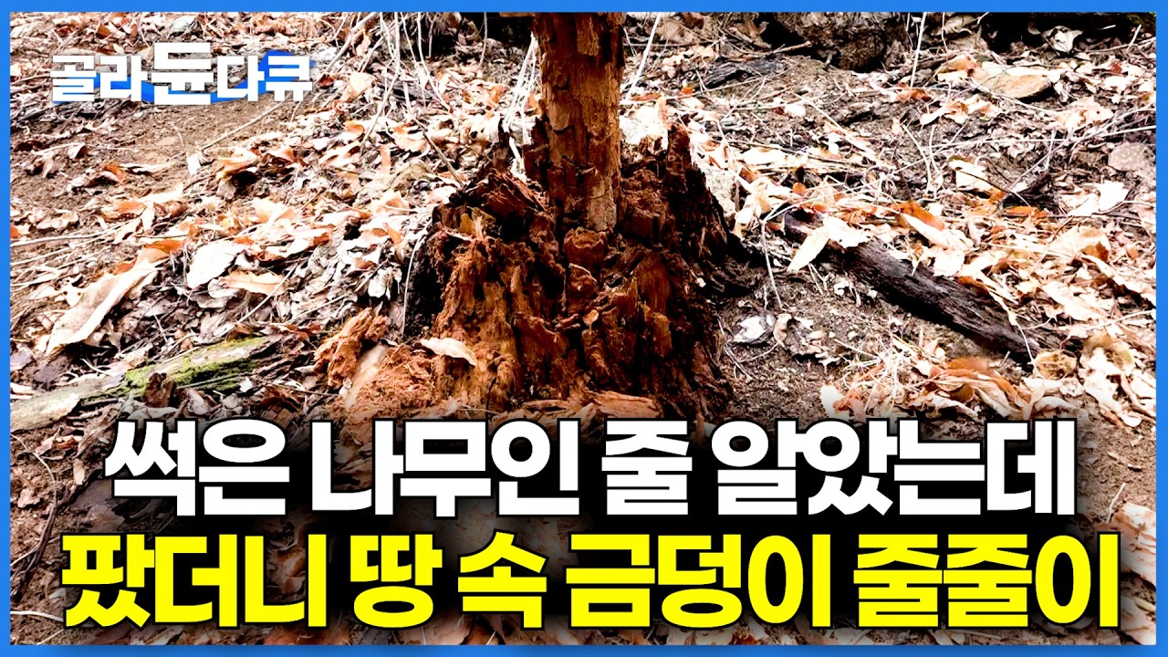 그냥 지나치던 부서진 나무, 막대기 하나 들고 팠더니 땅 속의 금덩이가 줄줄이 나온다｜복령 채취｜극한직업｜#골라듄다큐