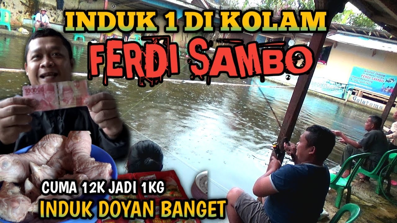 TUTORIAL UMPAN PALA AYAM SPESIAL ALA SERO LAUT II TES LANGSUNG JUARA