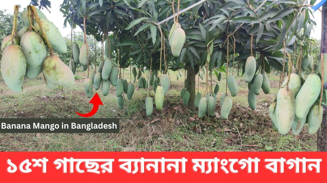 দেড় হাজার গাছের ব্যানানা ম্যাংগো বাগানে বাম্পার ফলন। Banana Mango Orchard