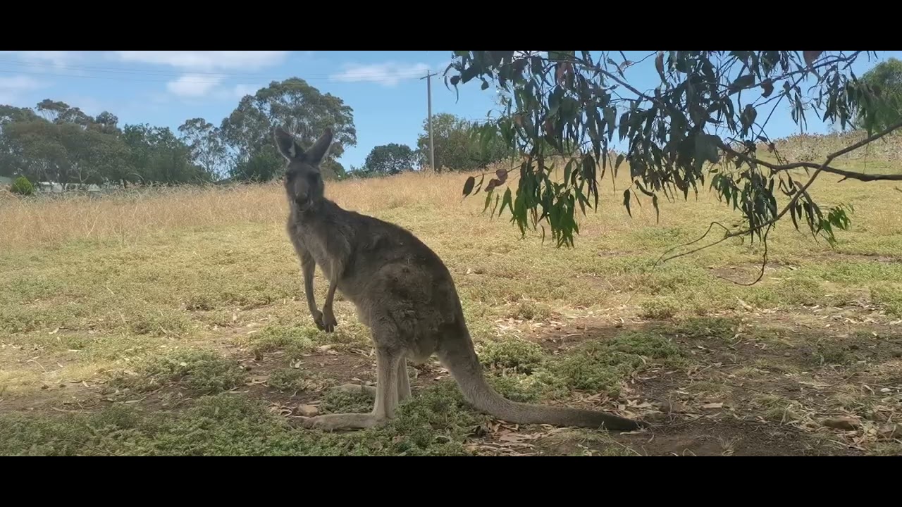 A kangaroo in Plenty Gorge park, Melbourne 