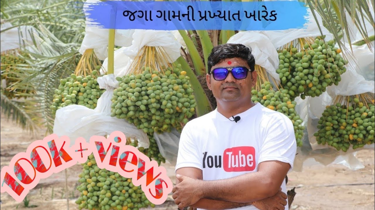જગા ગામની પ્રખ્યાત ખારેક | Dates of village jaga (jamnagar) india | #maheshmatali