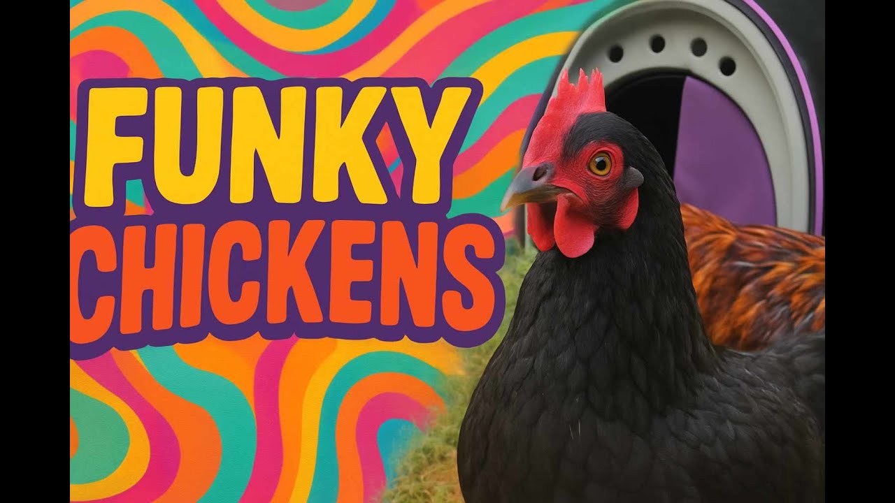 funky chickens