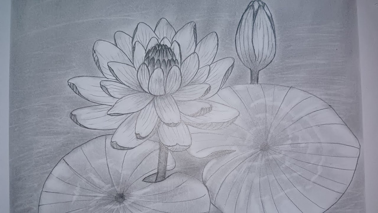 How to Draw a Water Lily Flower | Easy Step by Step Drawing