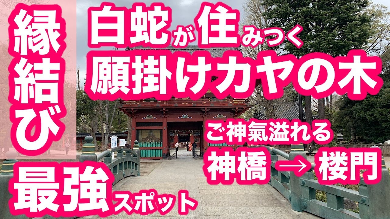 【縁結び / 根津神社】1900年前にヤマトタケル尊が創建したとされる古社 - 根津神社の表参道は江戸城の真北を護る結界で[神橋]から[楼門]の間は強いご神氣があります。