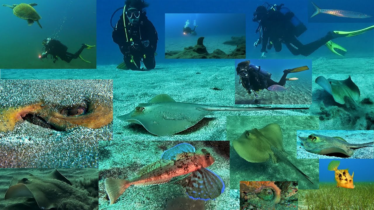 Buceo de puerto Abades a playa Los Cardones 13-02-2022