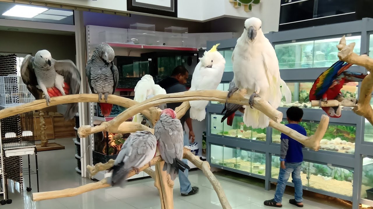 DUBAI BIRDS AND PETS MARKET