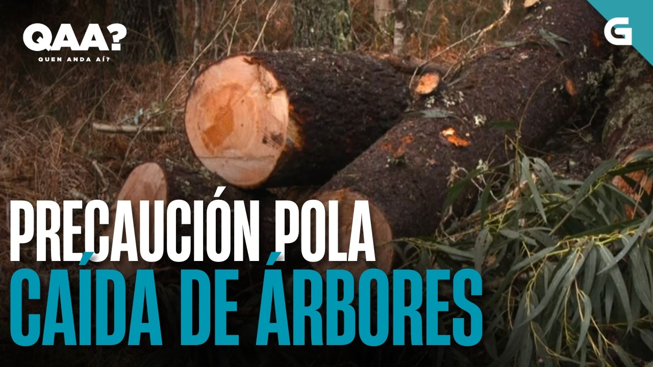PRECAUCIÓN ante a CAÍDA de ÁRBORES | QUEN ANDA AÍ?