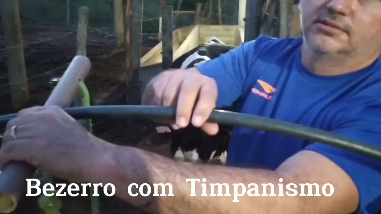 Bezerro com Timpanismo