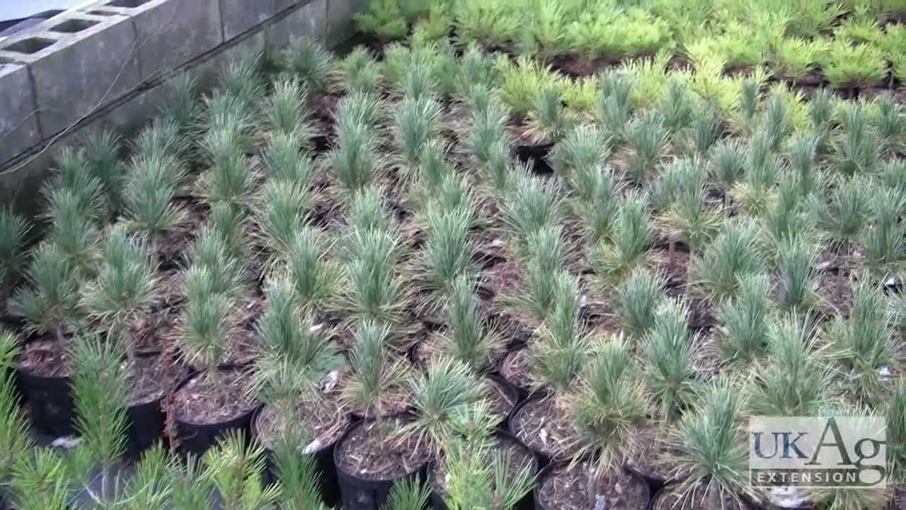 Ornamental Grafting - The Side Veneer Graft