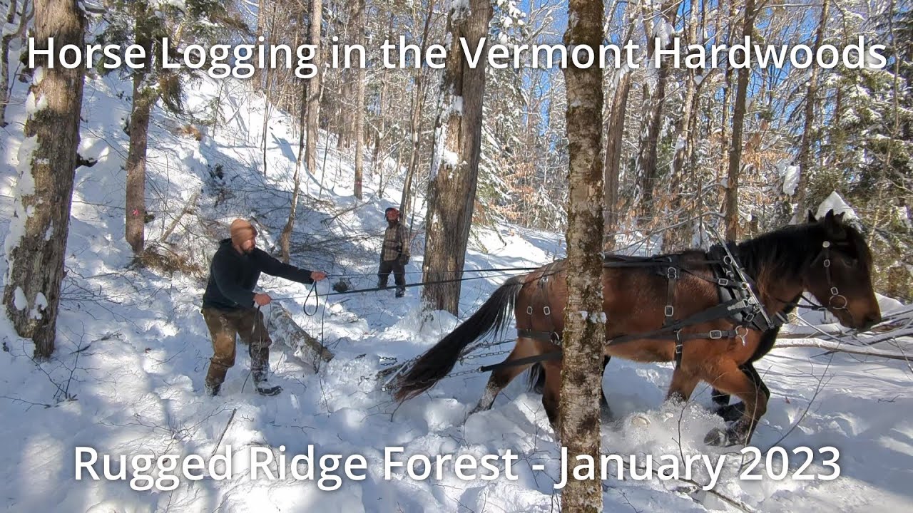 Horse Logging Hardwoods during Vermont Winter @ Rugged Ridge Forest w/ Amish Bred Percheron Crosses