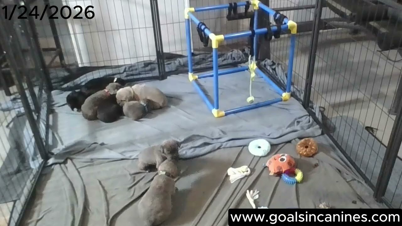 Puppy Cam (1/24/26)