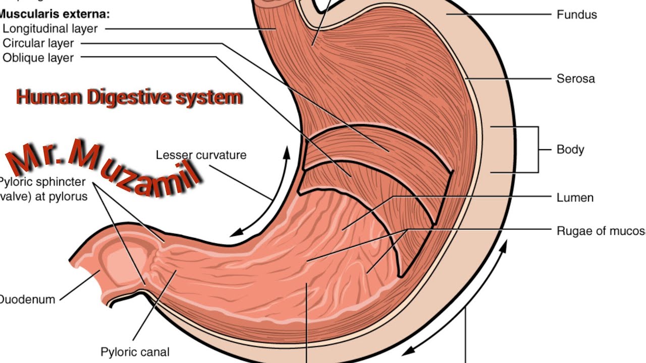 #HUMAN DIGESTIVE SYSTEM #MUZAMIL SIR #