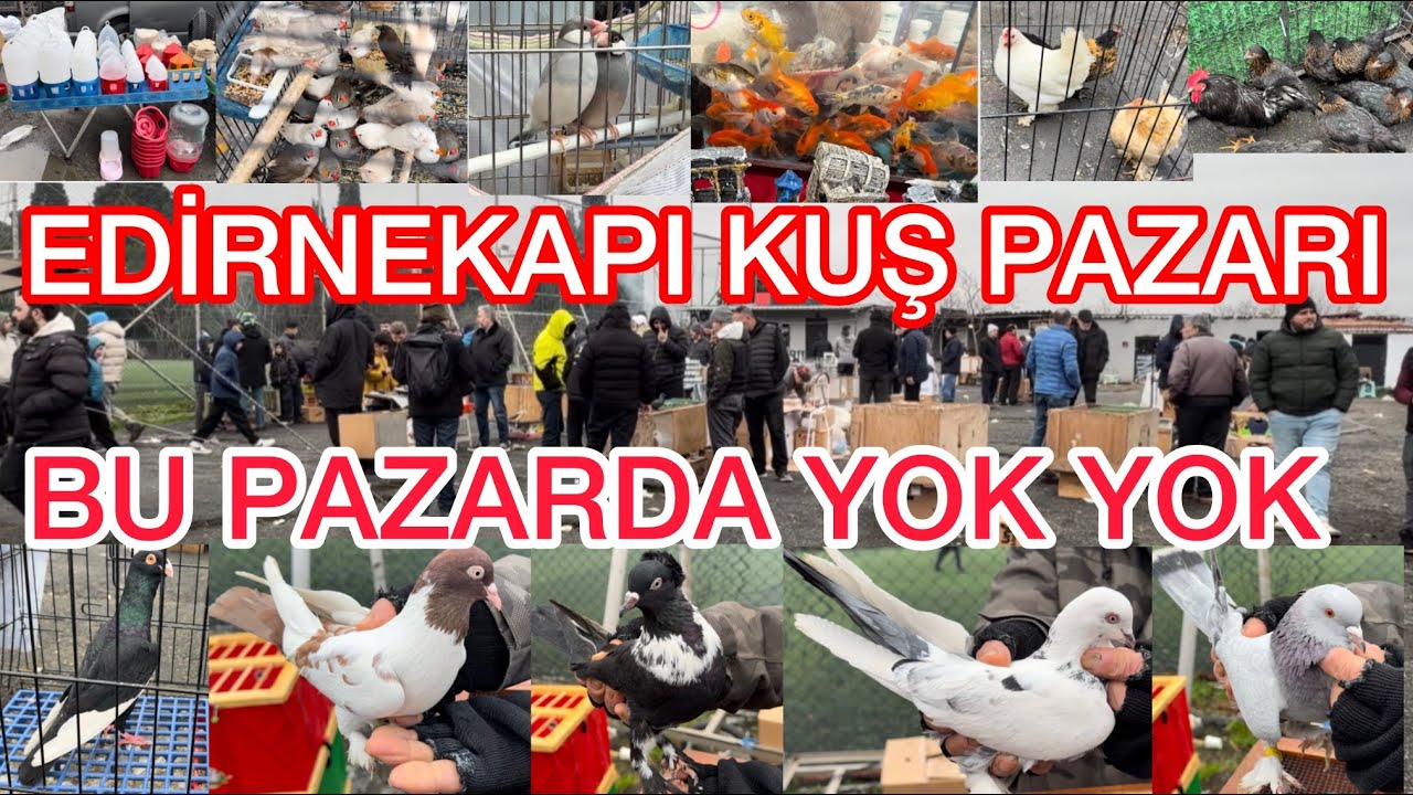 EDİRNE KAPI KUŞ PAZARI🐦 İSTANBUL’UN GİZLİ DÜNYASI🕊️🪶🐣🦆🦜