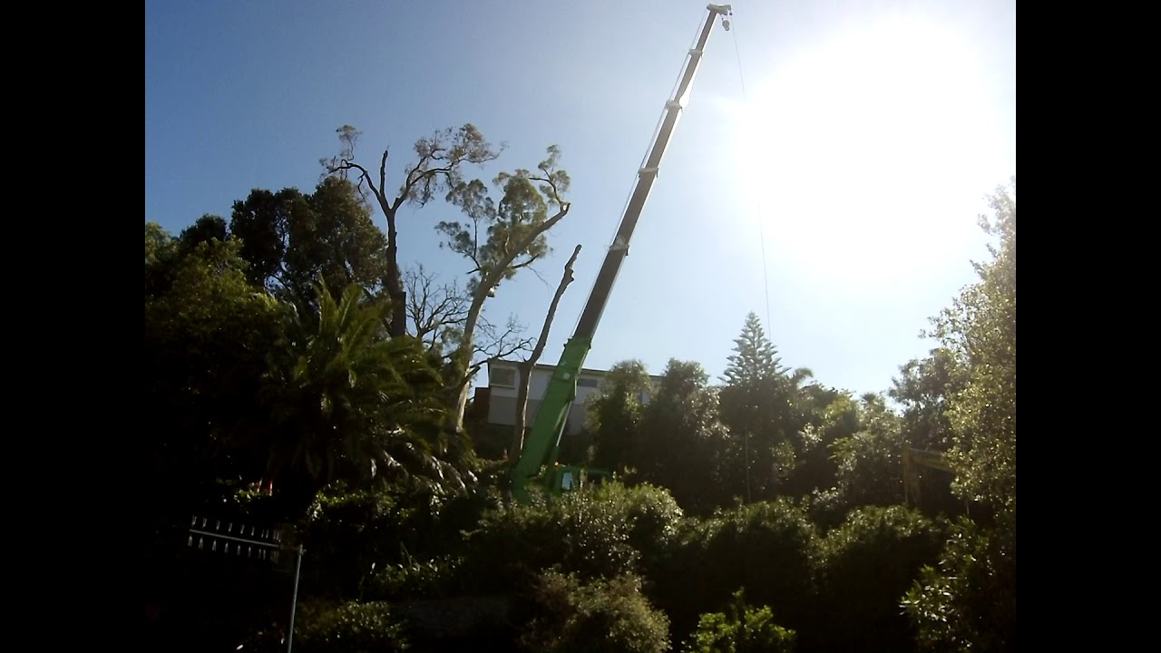 Felling of gumtrees in Lighthouse Road, Napier