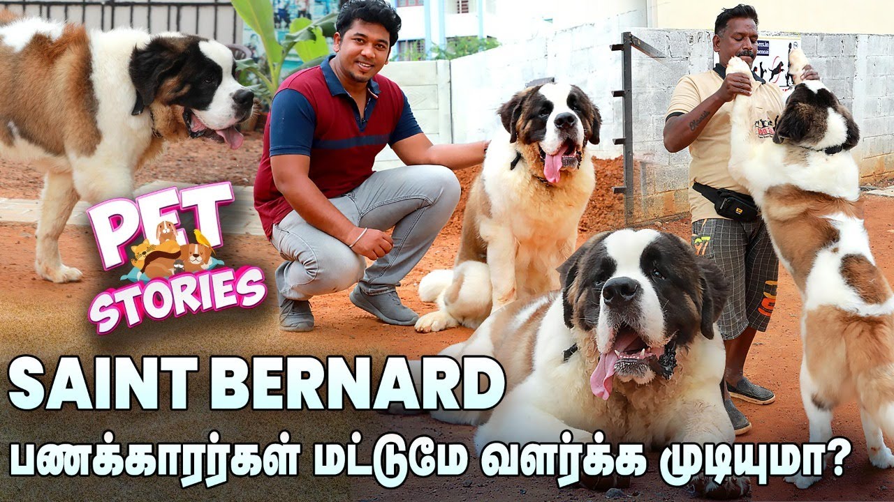 இந்த ரக நாய்களை வளர்க்க நமக்கு முதலில் Energy தேவை: Pet Stories | Saint Bernard