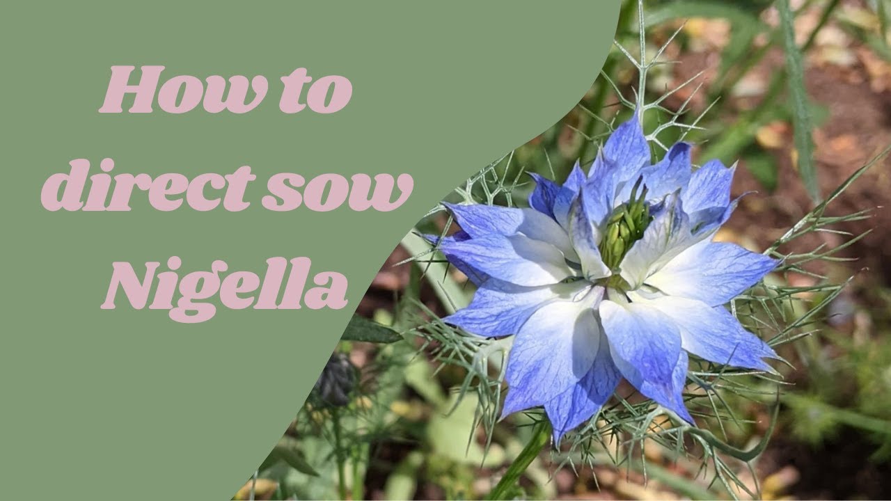 How to direct sow Nigella seeds