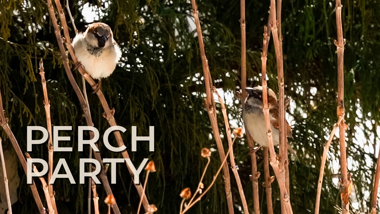 Birds Perching on Winter Hydrangea Stems | Close-Up Backyard Study (Natural Sound)
